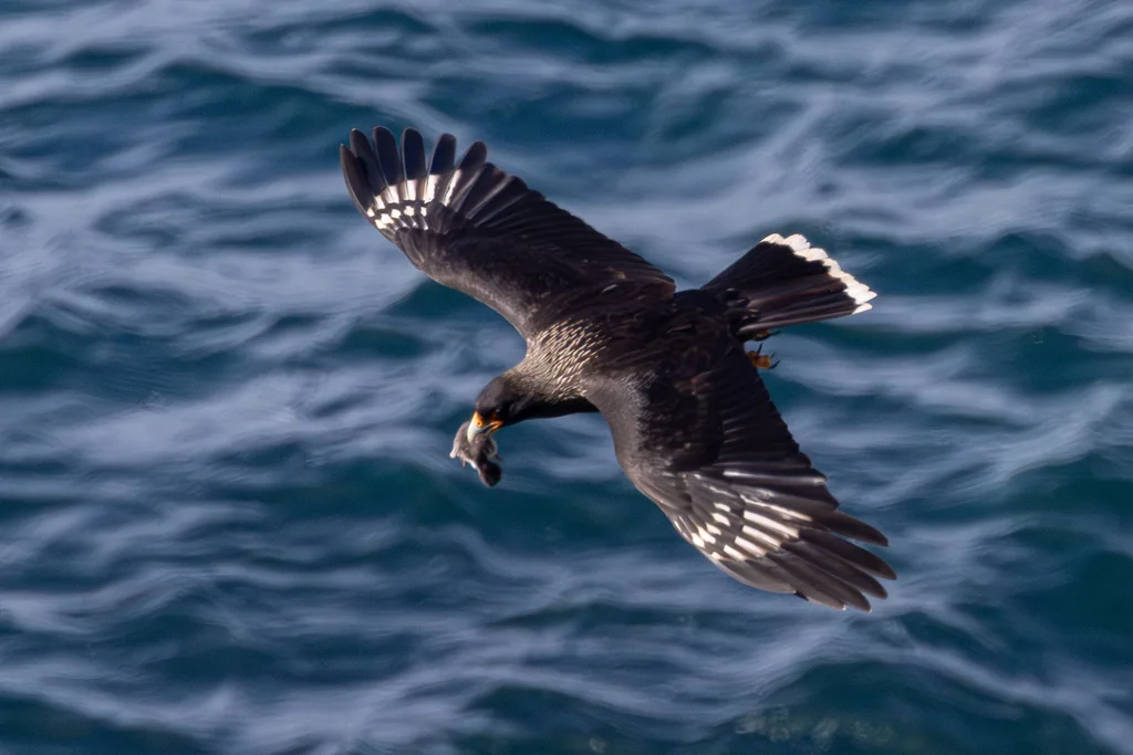 红腿巨隼(Daptrius australis)