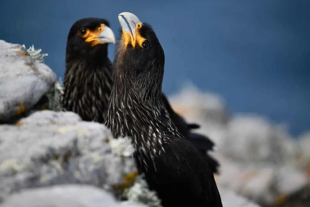 红腿巨隼(Daptrius australis)