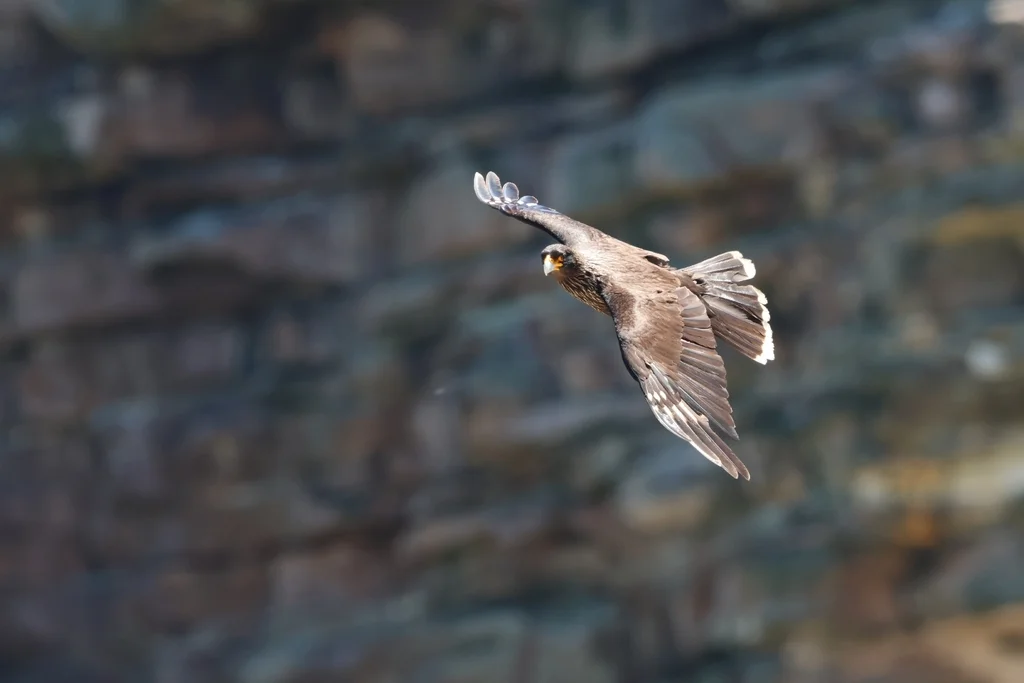 红腿巨隼(Daptrius australis)