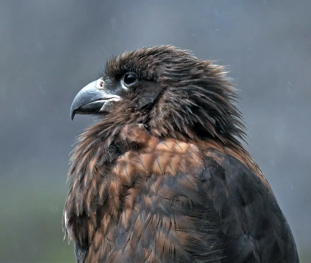 红腿巨隼(Daptrius australis)