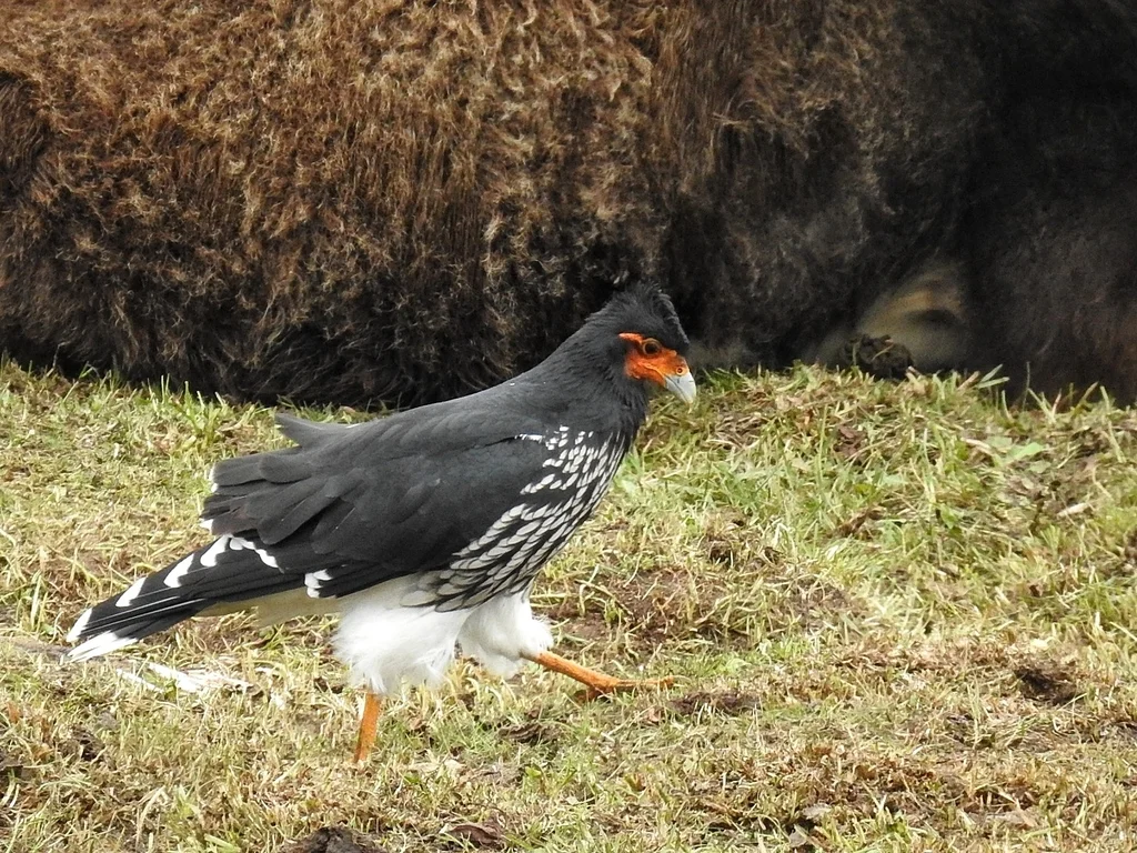 冠巨隼（Daptrius carunculatus）