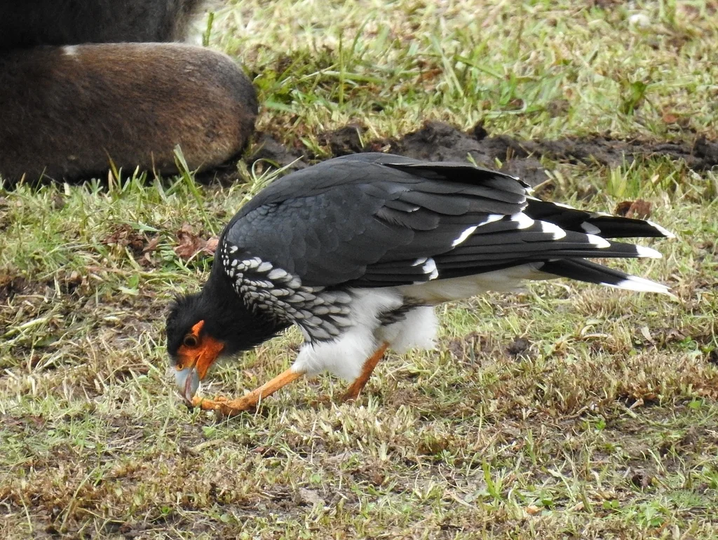 冠巨隼（Daptrius carunculatus）