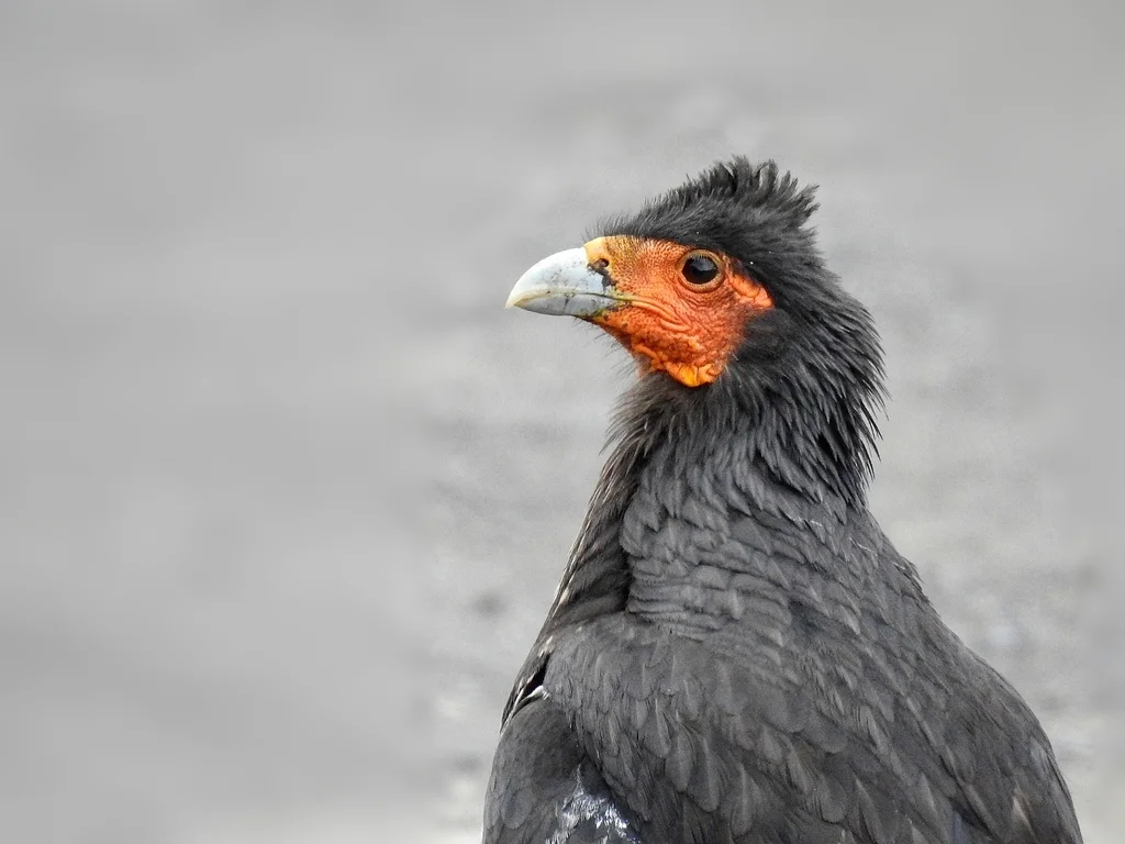 冠巨隼（Daptrius carunculatus）