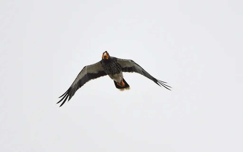 冠巨隼（Daptrius carunculatus）