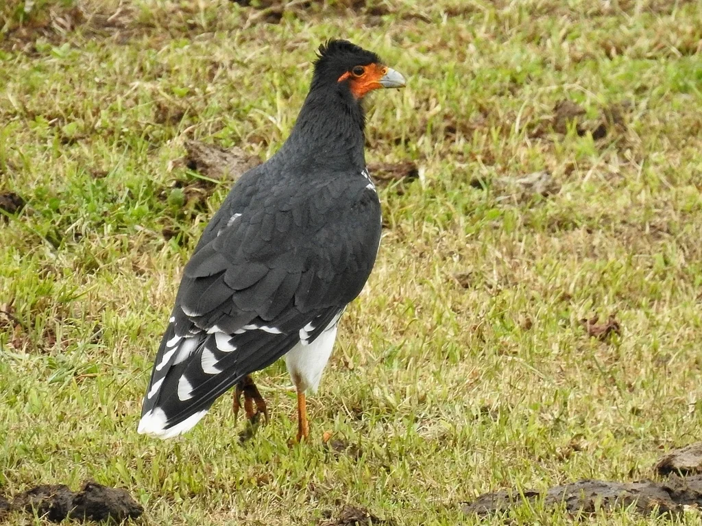 冠巨隼（Daptrius carunculatus）