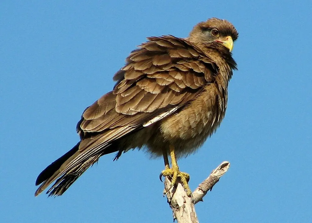 叫隼(Daptrius chimango)