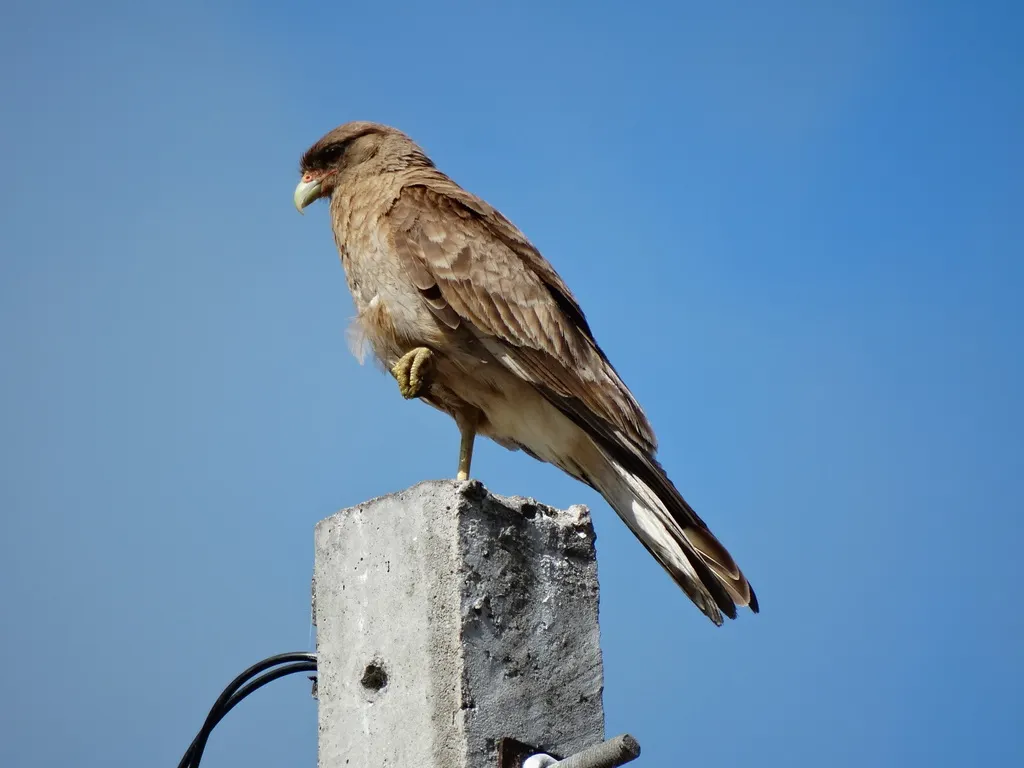 叫隼(Daptrius chimango)