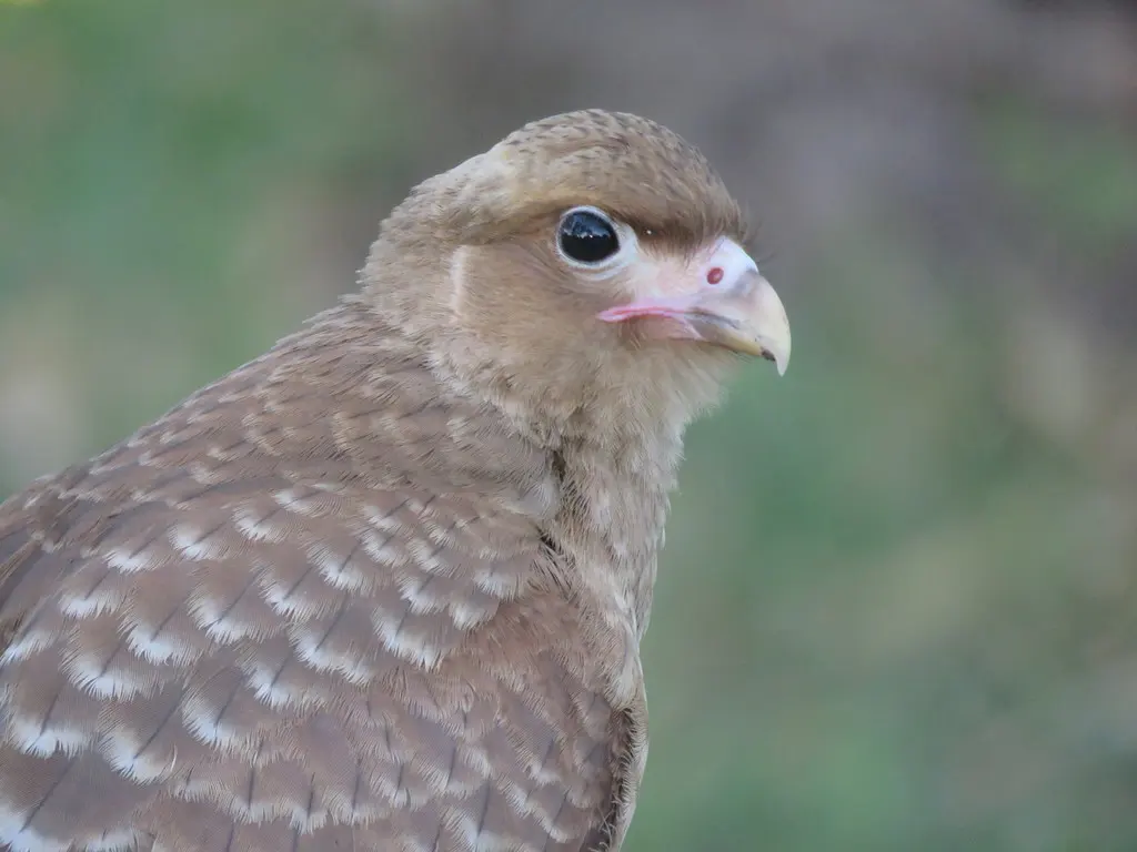 叫隼(Daptrius chimango)