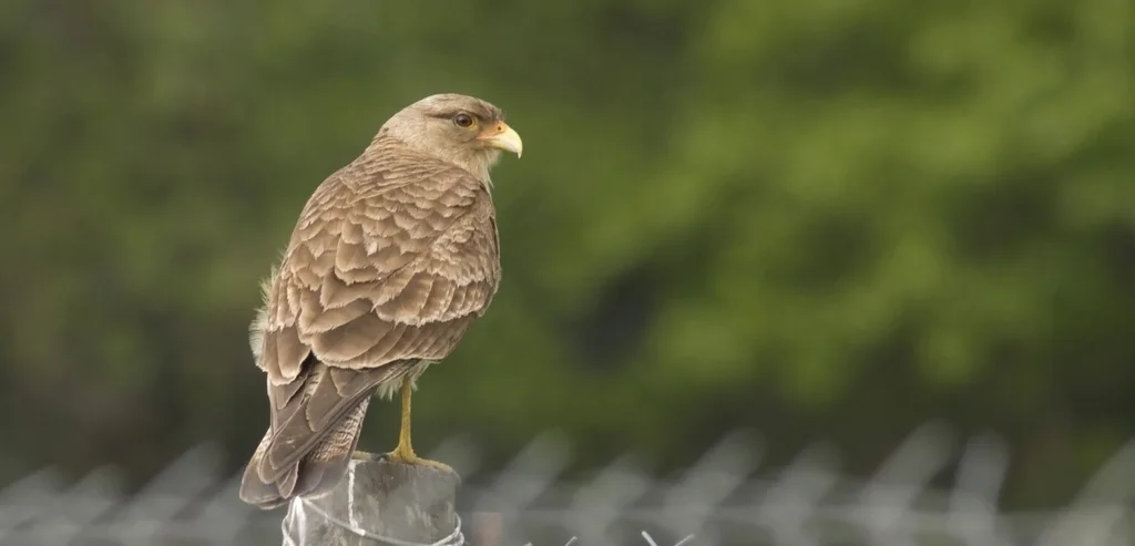 叫隼(Daptrius chimango)