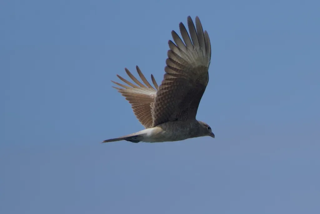 叫隼(Daptrius chimango)