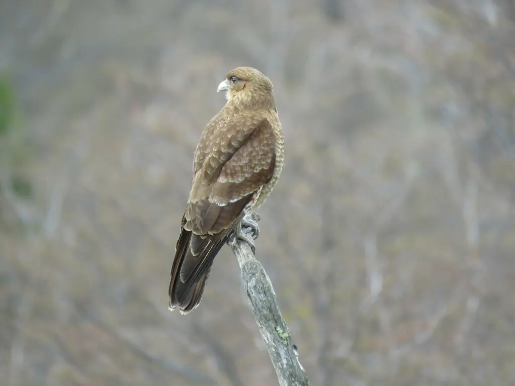 叫隼(Daptrius chimango)