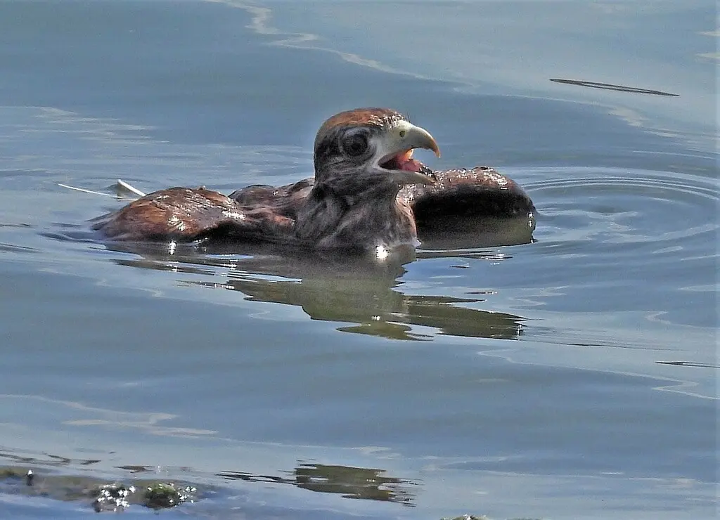 叫隼(Daptrius chimango)
