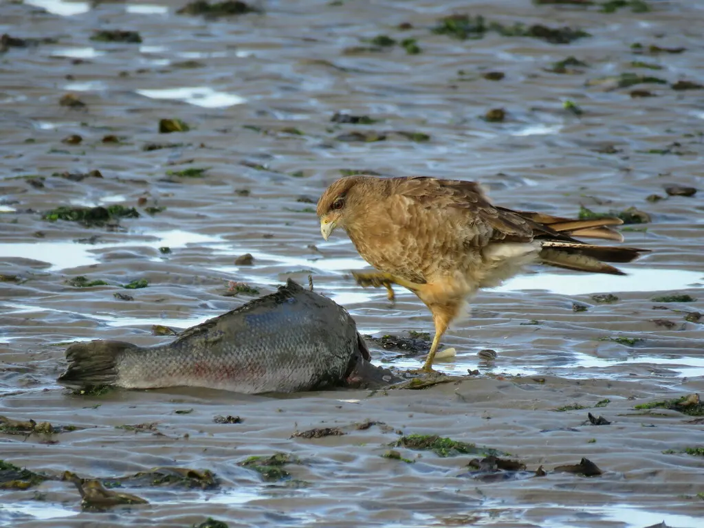 叫隼(Daptrius chimango)