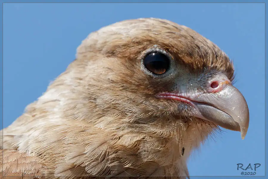 叫隼(Daptrius chimango)