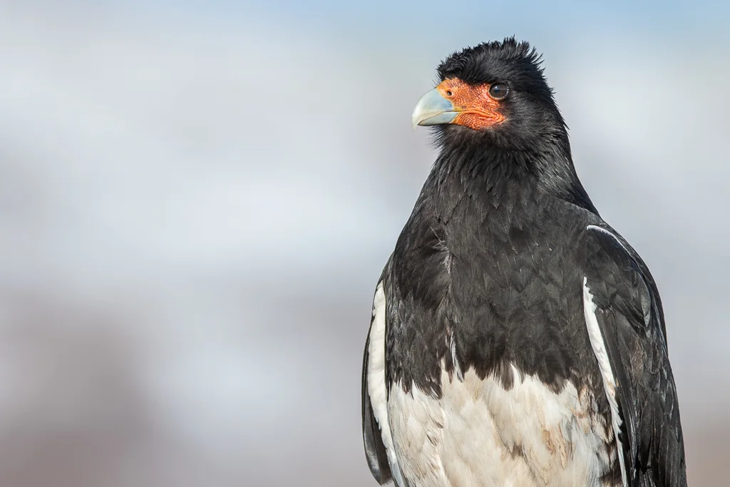 山地巨隼(Daptrius megalopterus)