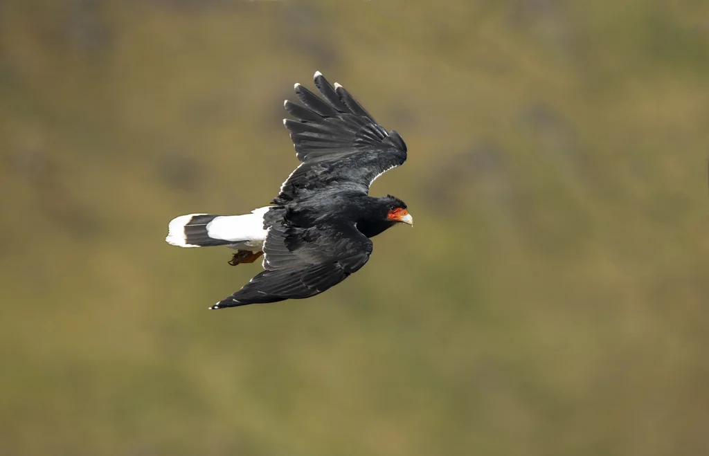 山地巨隼(Daptrius megalopterus)