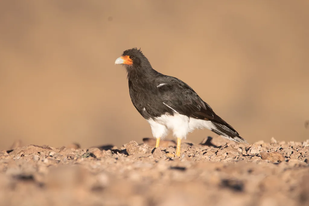 山地巨隼(Daptrius megalopterus)