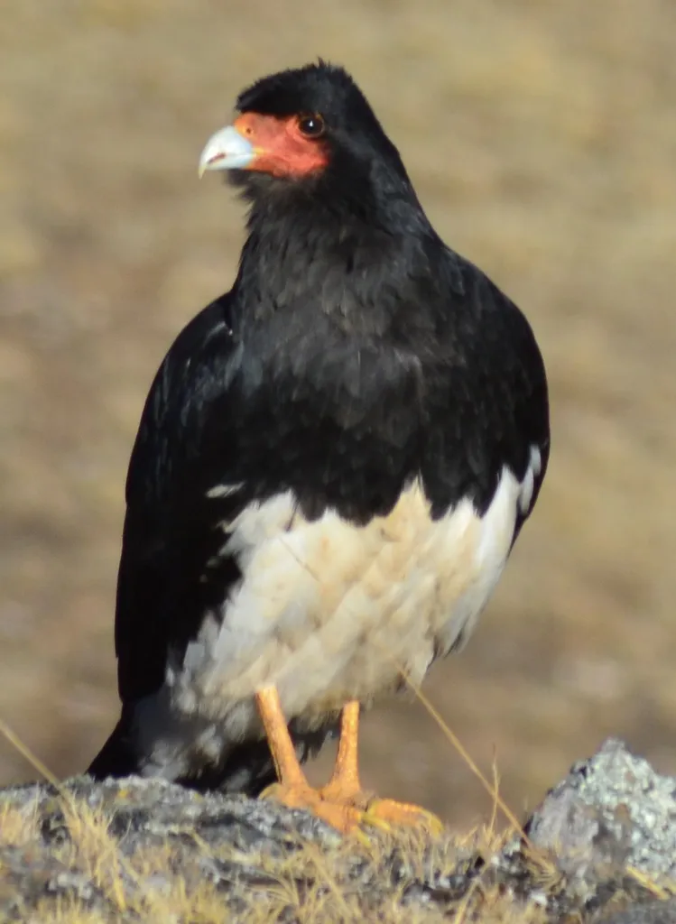 山地巨隼(Daptrius megalopterus)