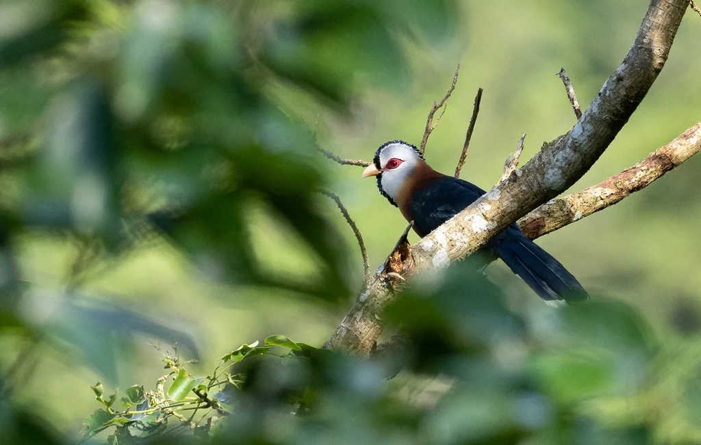鳞纹地鹃(Dasylophus cumingi)