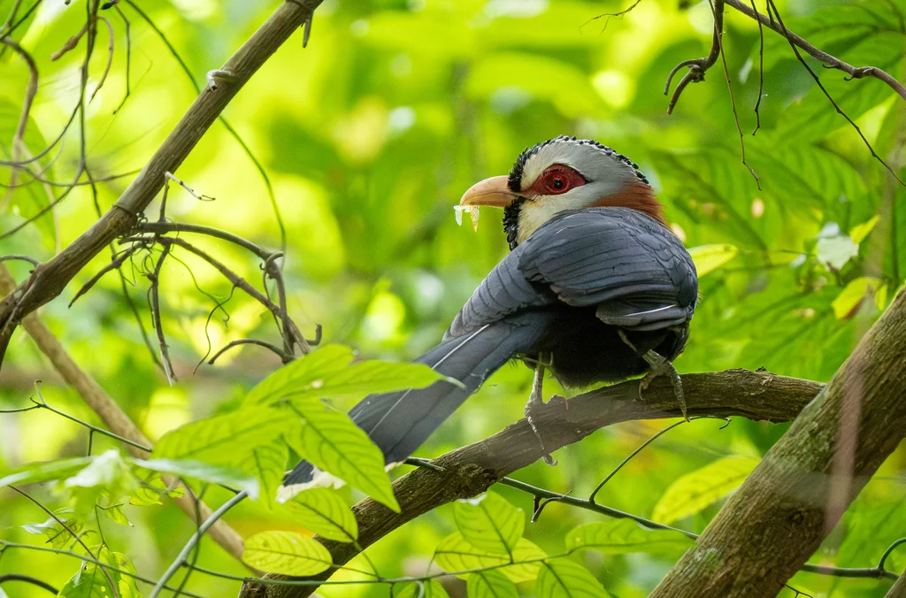 鳞纹地鹃(Dasylophus cumingi)