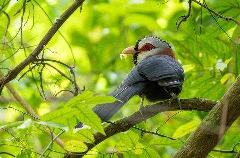 鳞纹地鹃