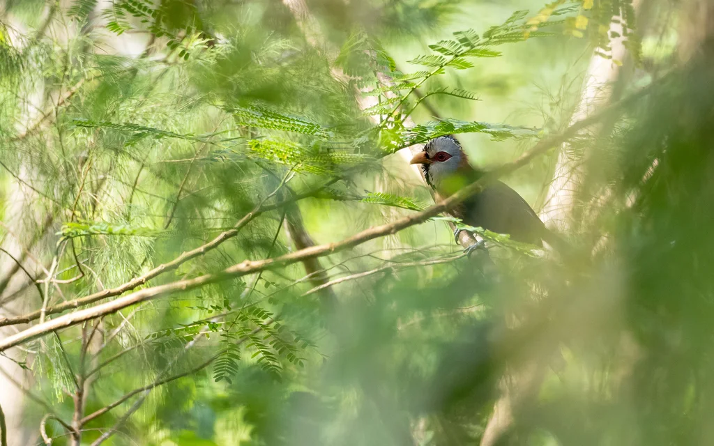 鳞纹地鹃(Dasylophus cumingi)