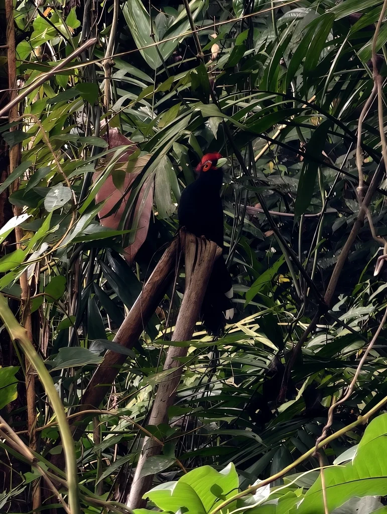 蓬冠地鹃(Dasylophus superciliosus)