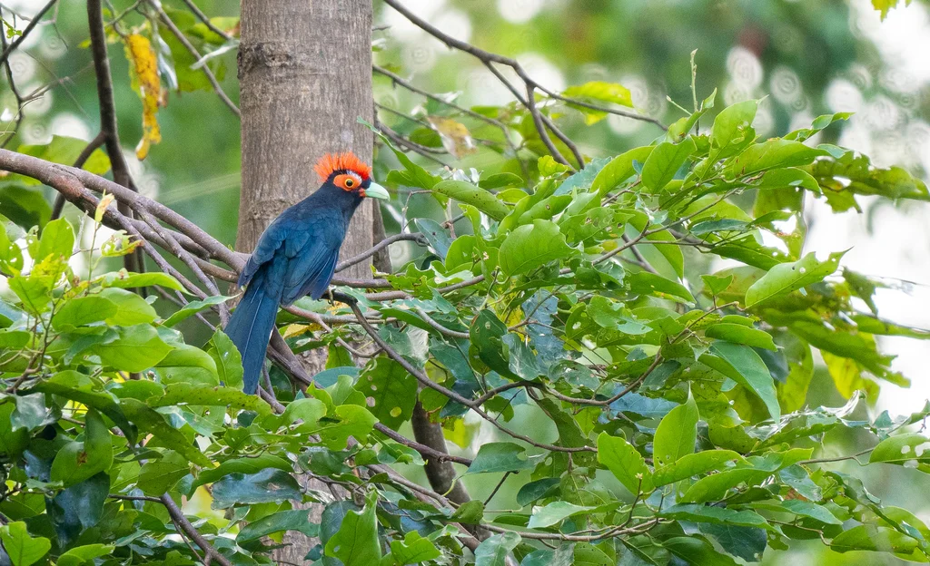 蓬冠地鹃(Dasylophus superciliosus)
