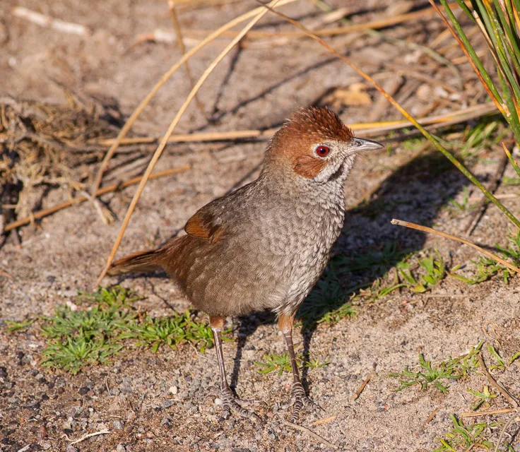 短翅刺莺(Dasyornis broadbenti)