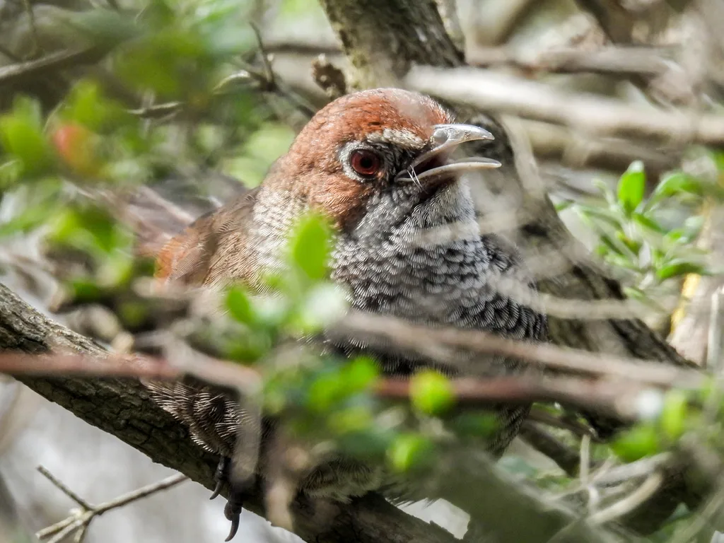 短翅刺莺(Dasyornis broadbenti)