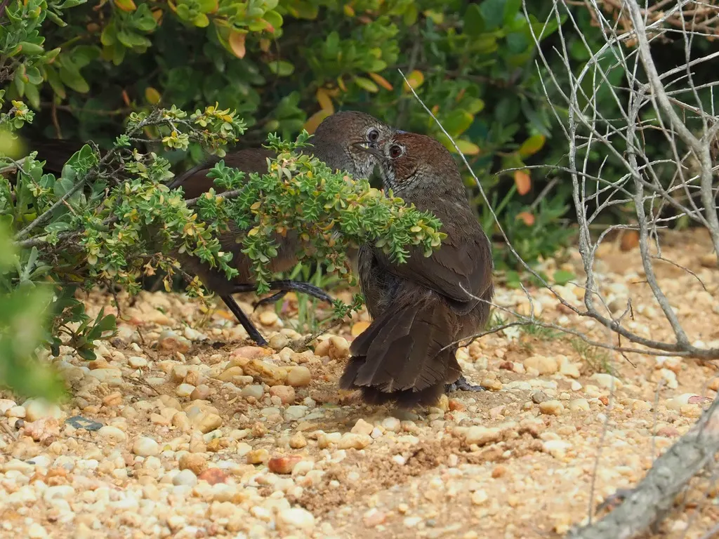 短翅刺莺(Dasyornis broadbenti)