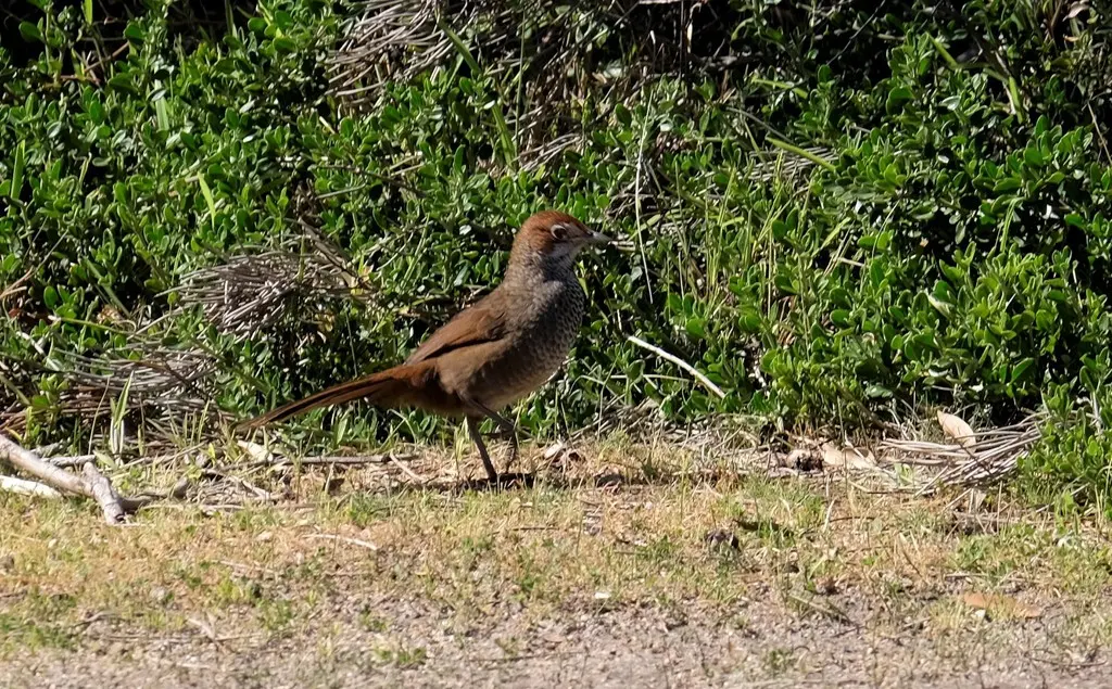 短翅刺莺(Dasyornis broadbenti)