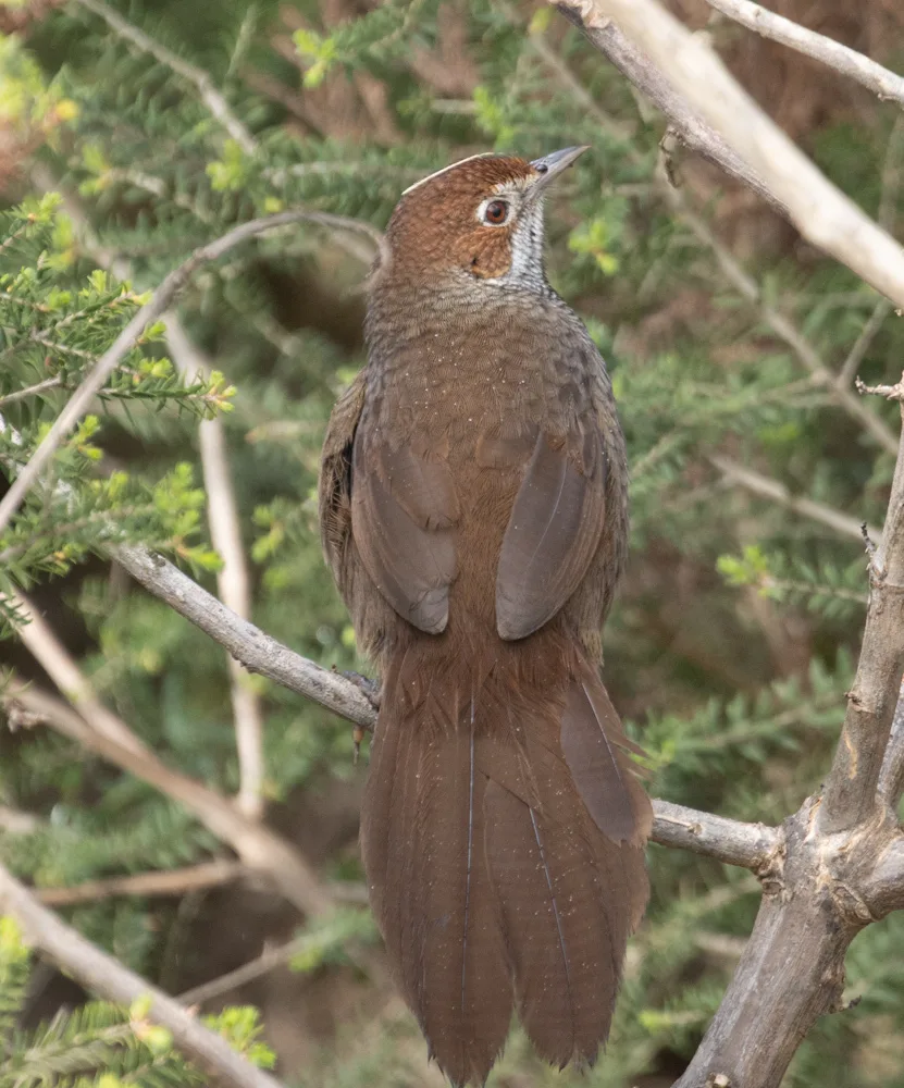 短翅刺莺(Dasyornis broadbenti)