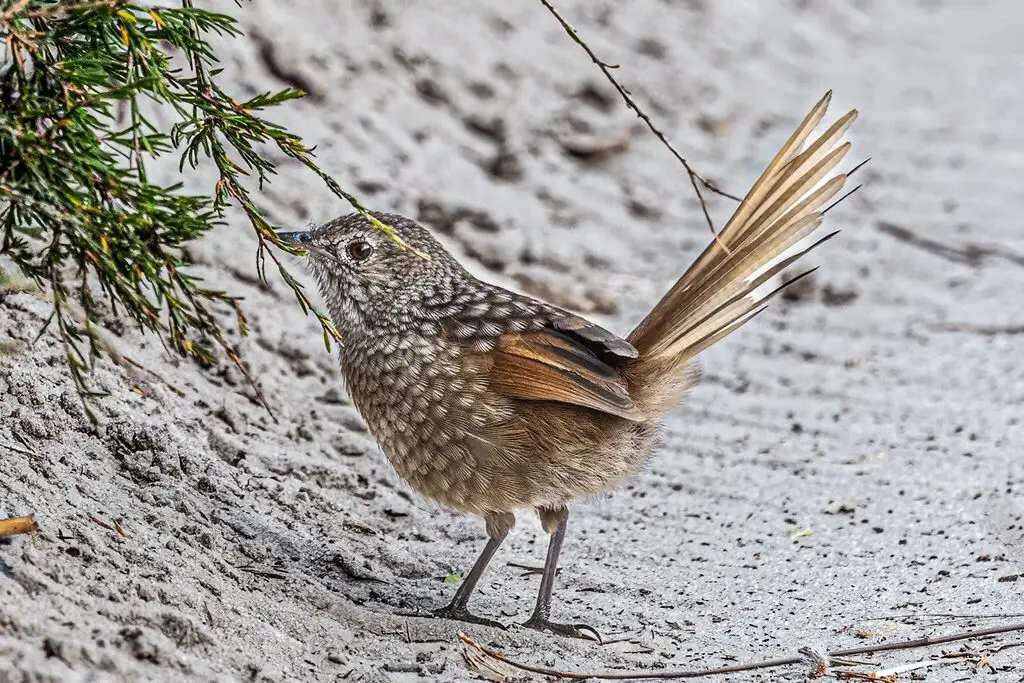 西刺莺(Dasyornis longirostris)