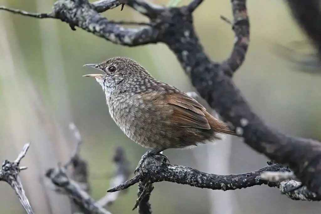 西刺莺(Dasyornis longirostris)