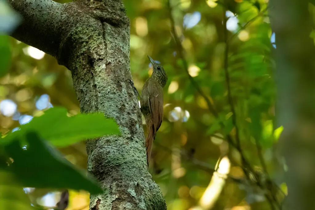 南长尾䴕雀(Deconychura pallida)