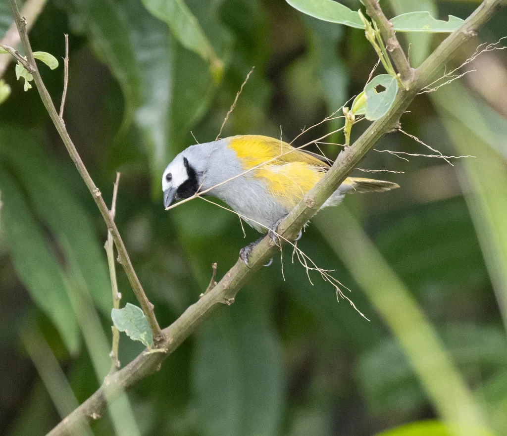灰头绿背织雀(Delacourella capistrata)