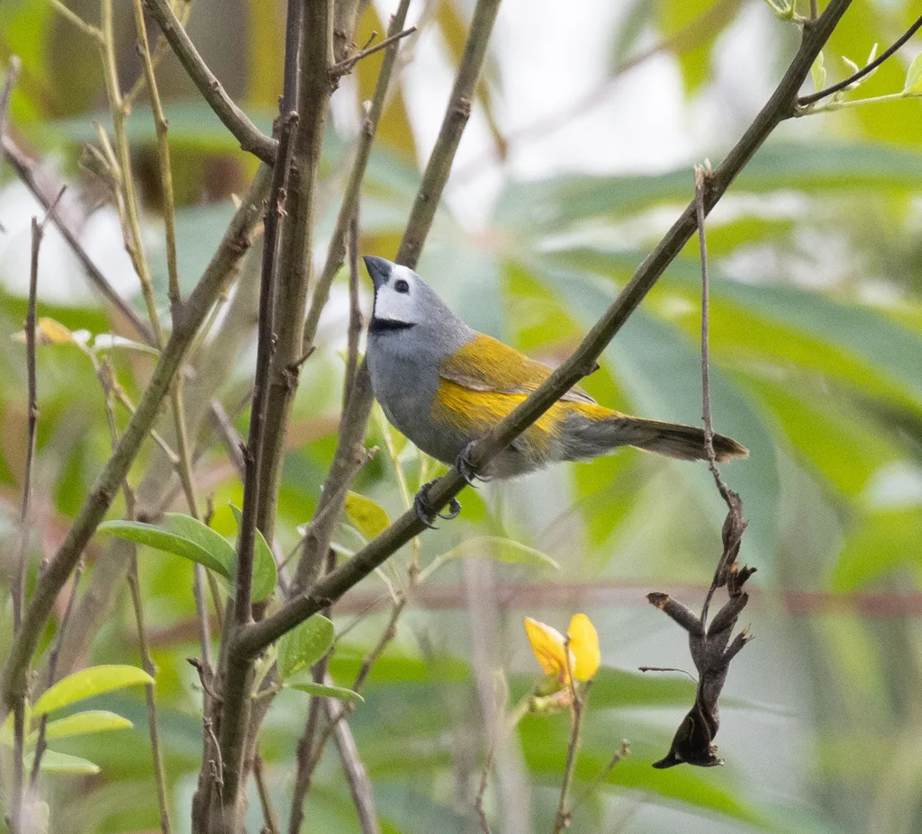 灰头绿背织雀(Delacourella capistrata)