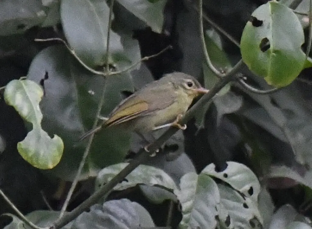 红领太阳鸟(Deleornis fraseri)