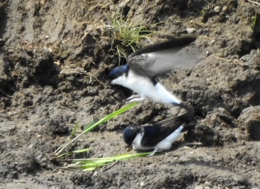 白腹毛脚燕(Delichon lagopodum)