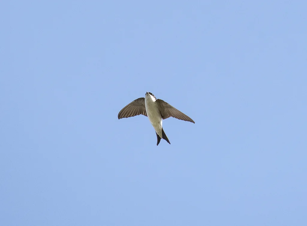 白腹毛脚燕(Delichon lagopodum)