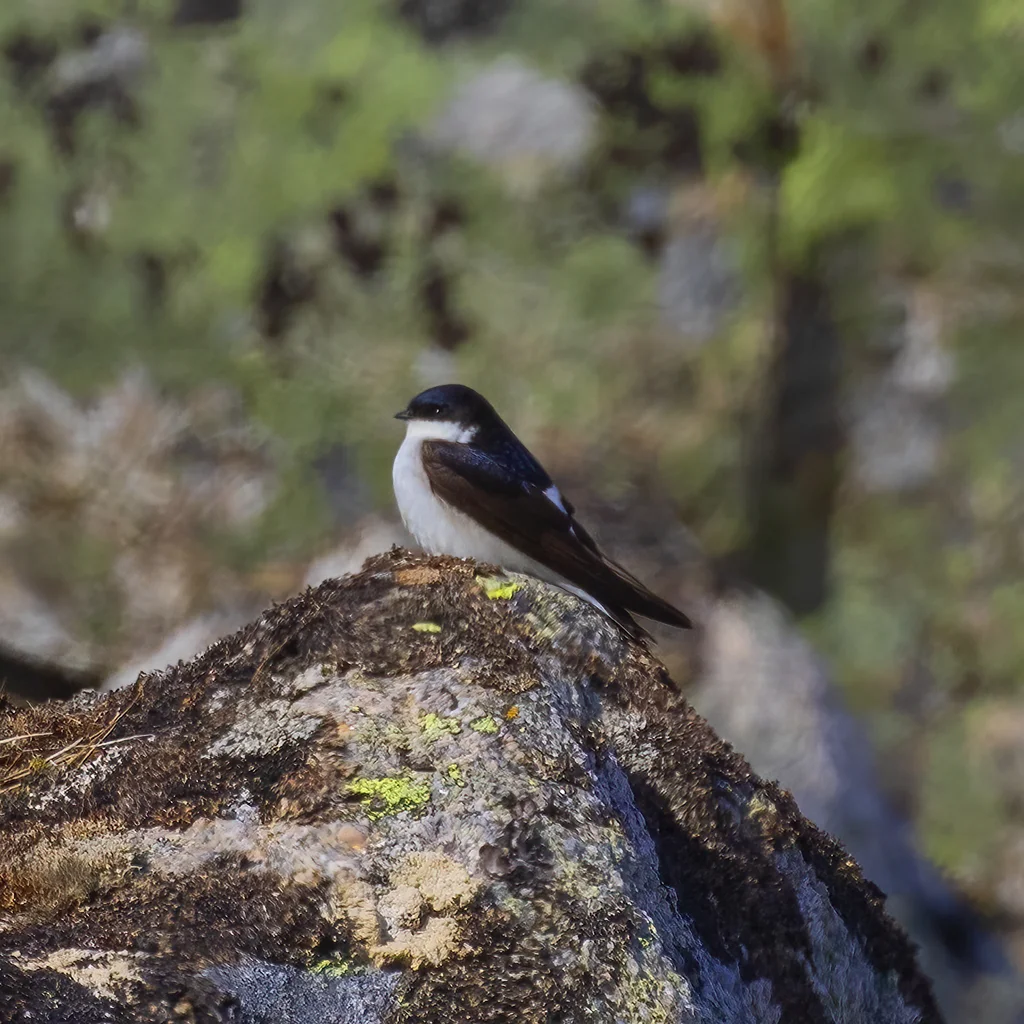 白腹毛脚燕(Delichon lagopodum)
