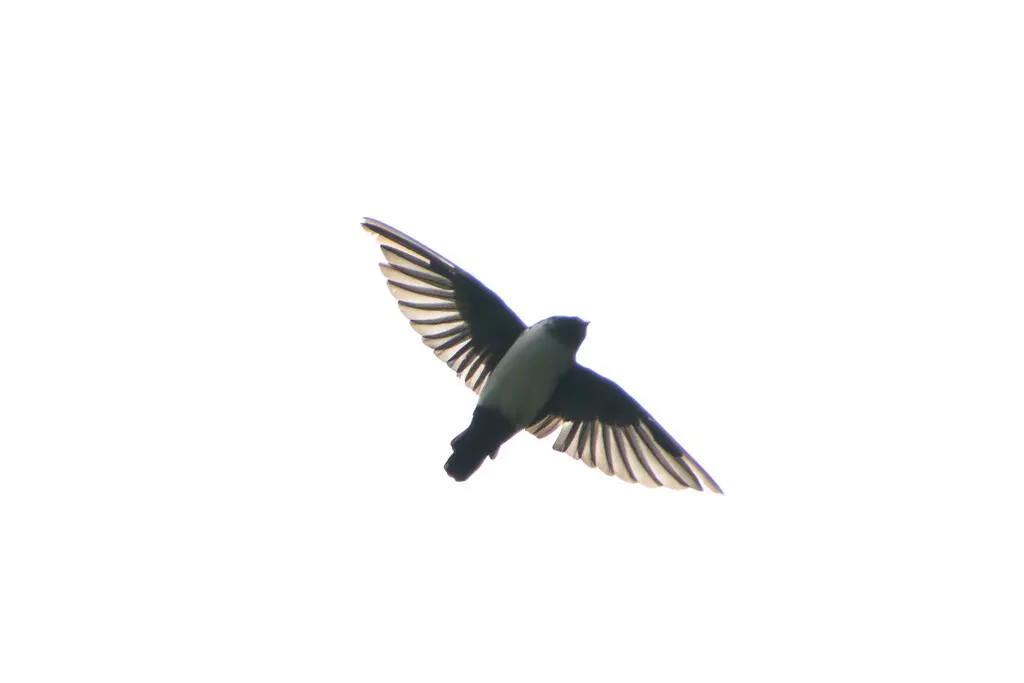 黑喉毛脚燕(Delichon nipalense)