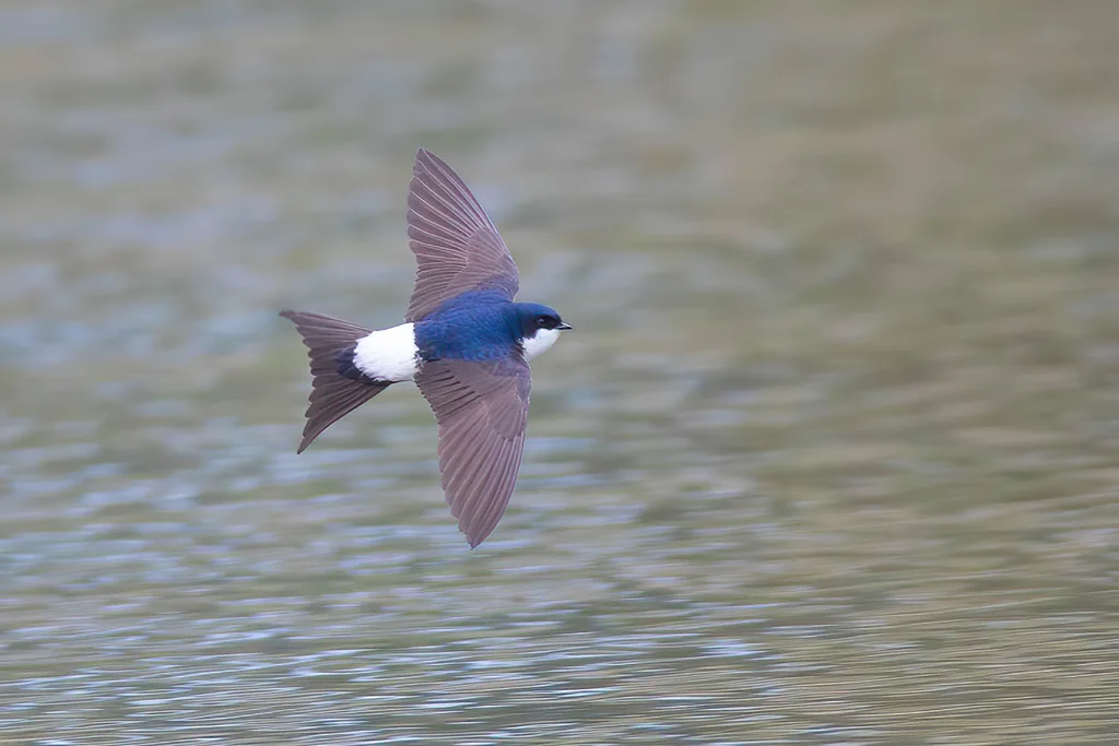 西方毛脚燕(Delichon urbicum)