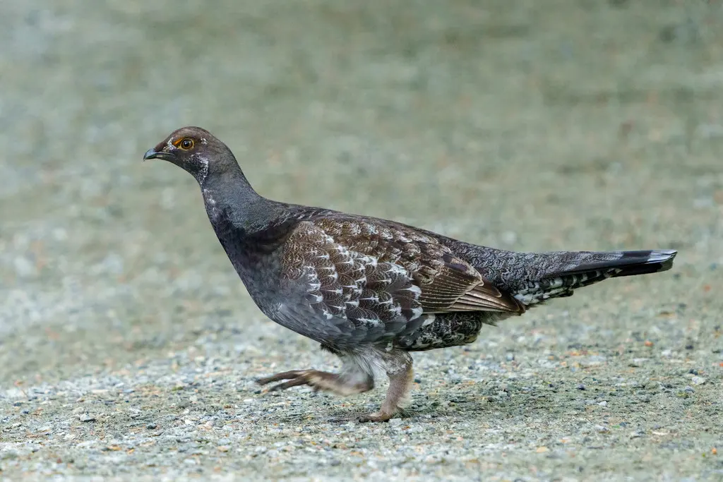 乌镰翅鸡(Dendragapus fuliginosus)