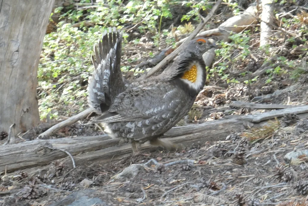 乌镰翅鸡(Dendragapus fuliginosus)
