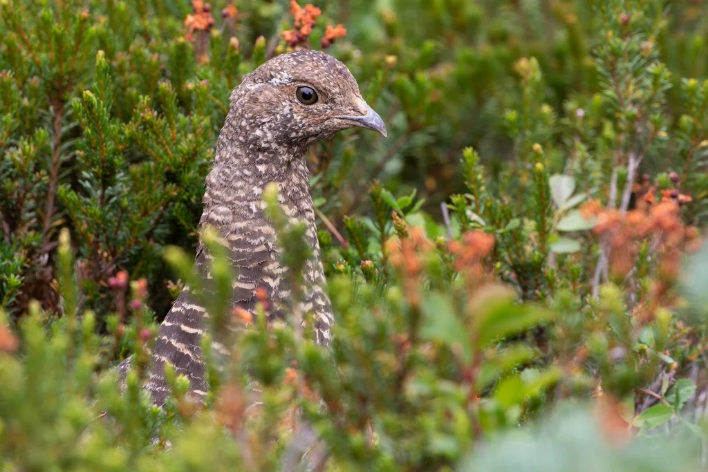 乌镰翅鸡(Dendragapus fuliginosus)