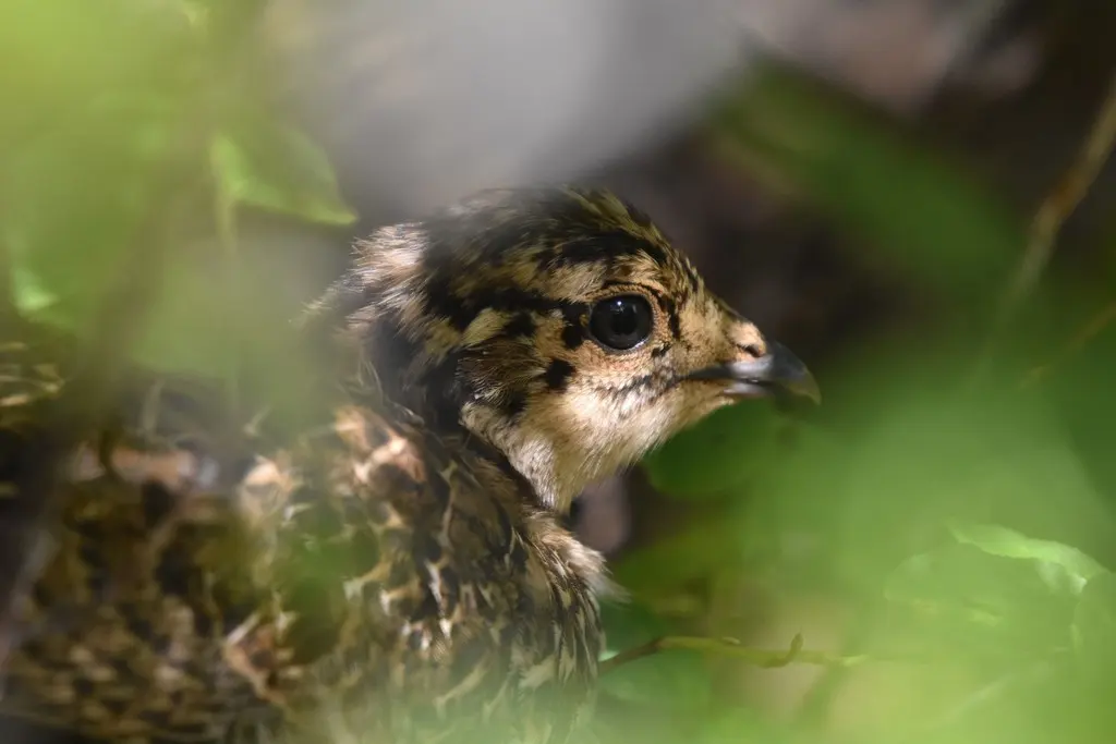 乌镰翅鸡(Dendragapus fuliginosus)