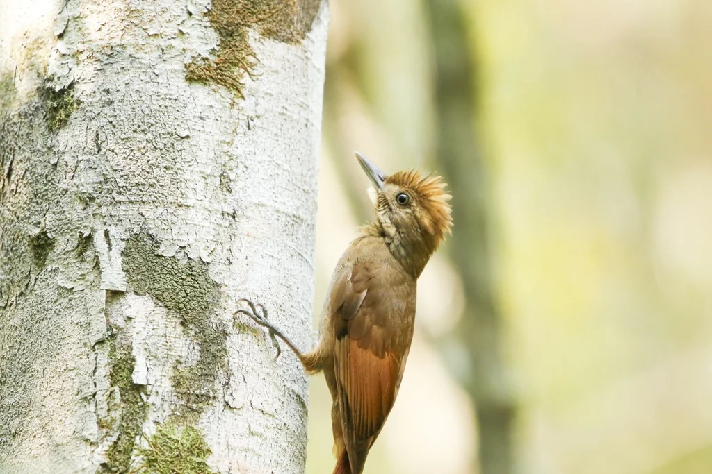 褐翅䴕雀(Dendrocincla anabatina)
