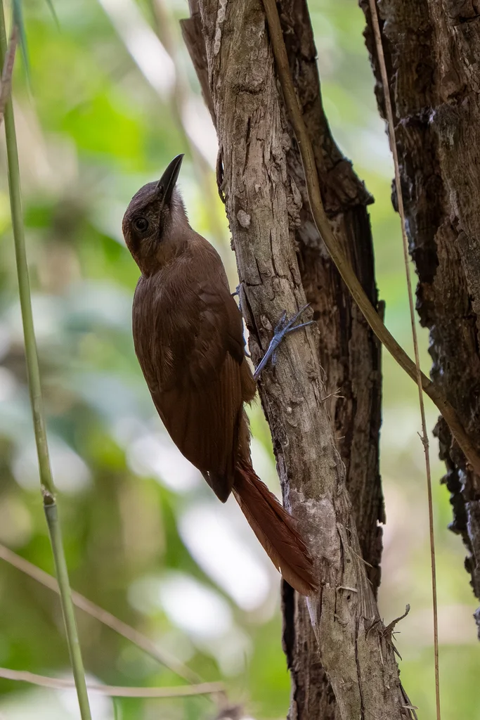 纯褐䴕雀（Dendrocincla fuliginosa）